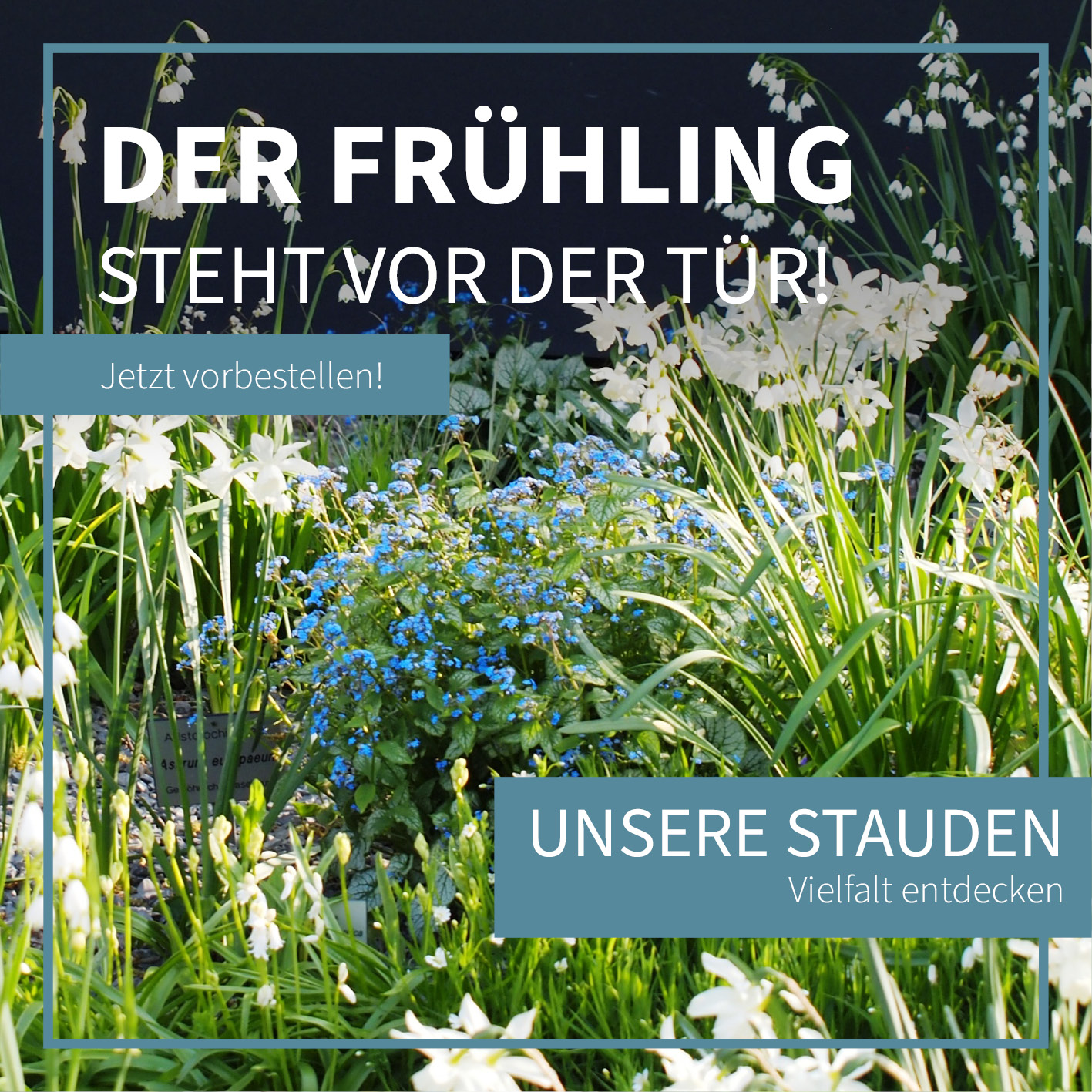 Der Frühling steht vor der Tür! Unsere Staudenvielfalt entdecken. Jetzt vorbestellen!