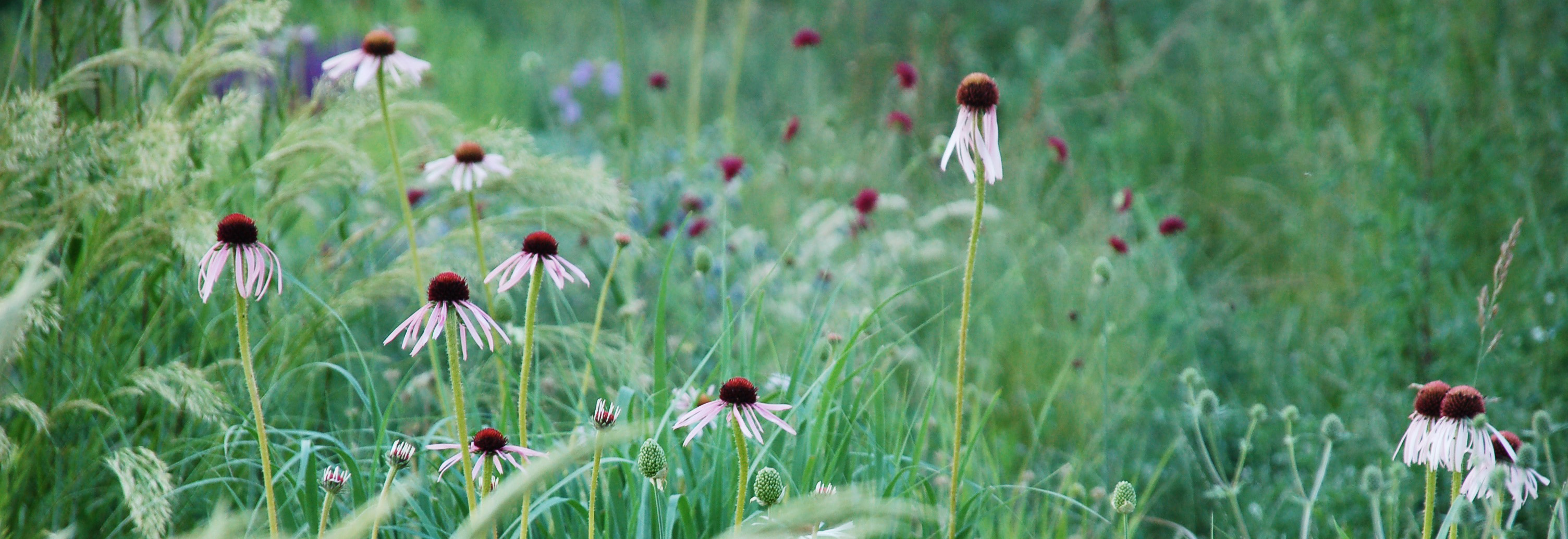 Blumen wie Sonnenhut und Gräser der Staudenmischung STM001 Moritzburger Blühzauber